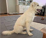 Small #7 Great Pyrenees
