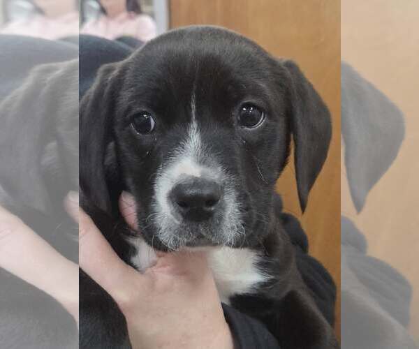 Medium Photo #2 Mutt Puppy For Sale in Martinsburg, WV, USA