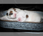Small Photo #2 English Bulldog Puppy For Sale in CARY, NC, USA