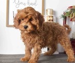 Small Photo #1 Cavapoo Puppy For Sale in RED LION, PA, USA