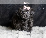 Small Photo #3 YorkiePoo Puppy For Sale in WARSAW, IN, USA