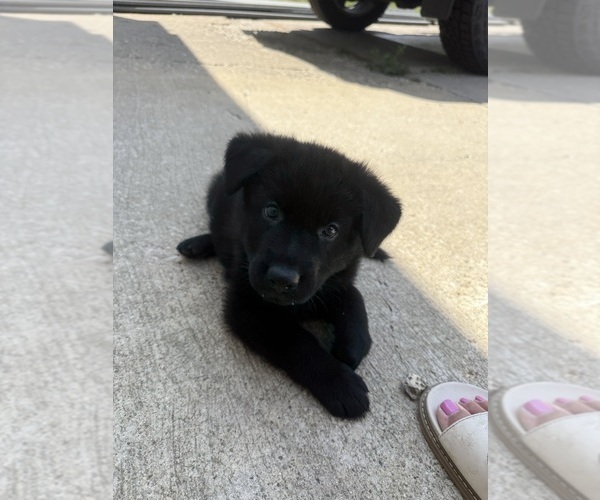 Medium Photo #3 German Shepherd Dog Puppy For Sale in HUDSONVILLE, MI, USA
