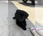 Small #2 German Shepherd Dog
