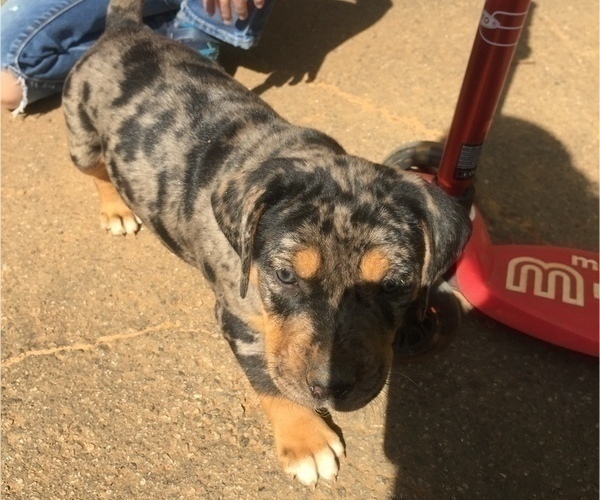 Medium Photo #5 Catahoula Leopard Dog Puppy For Sale in TRYON, NC, USA