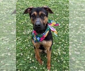 German Shepherd Dog Dogs for adoption in Tulsa, OK, USA