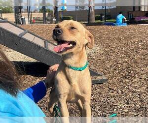 Chihuahua-Unknown Mix Dogs for adoption in Orange, CA, USA