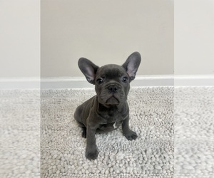 French Bulldog Puppy for sale in CHARLESTON, SC, USA