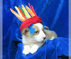 Pembroke Welsh Corgi Puppy for sale in NORWOOD, MO, USA