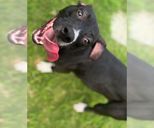 American Pit Bull Terrier-Unknown Mix Dogs for adoption in Texas City, TX, USA