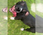 Small American Pit Bull Terrier Mix