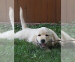 Small English Cream Golden Retriever