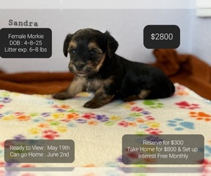Morkie Puppy for sale in TUCSON, AZ, USA