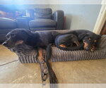Small Photo #4 Doberman Pinscher-Unknown Mix Puppy For Sale in Escondido, CA, USA