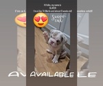 Small Photo #2 Bulldog Puppy For Sale in HERCULES, CA, USA