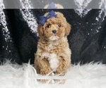 Puppy Scooby AKC Poodle (Toy)