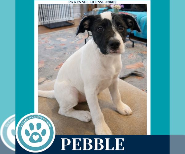 Medium Photo #1 Labrador Retriever-Unknown Mix Puppy For Sale in Kimberton, PA, USA