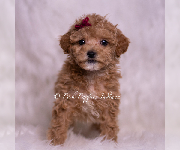 Medium Photo #76 Maltipoo (Miniature) Puppy For Sale in WARSAW, IN, USA
