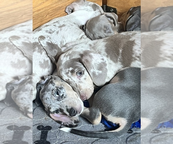 Medium Photo #113 Dachshund Puppy For Sale in LAKEBAY, WA, USA