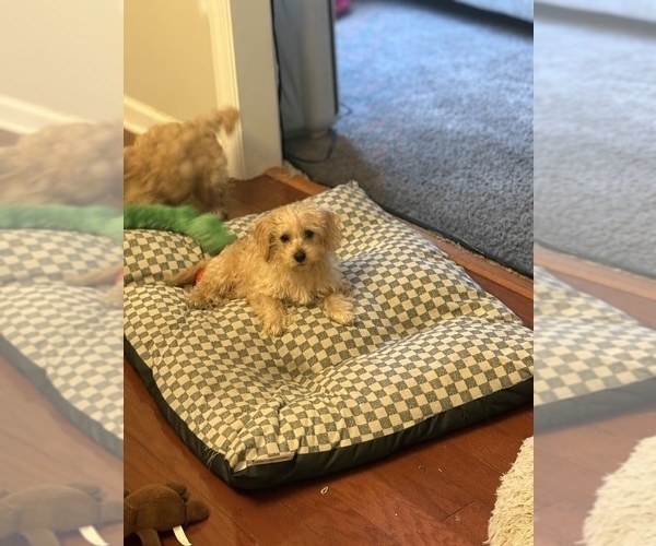 Medium Photo #6 Yorkipoo Puppy For Sale in FAYETTEVILLE, NC, USA