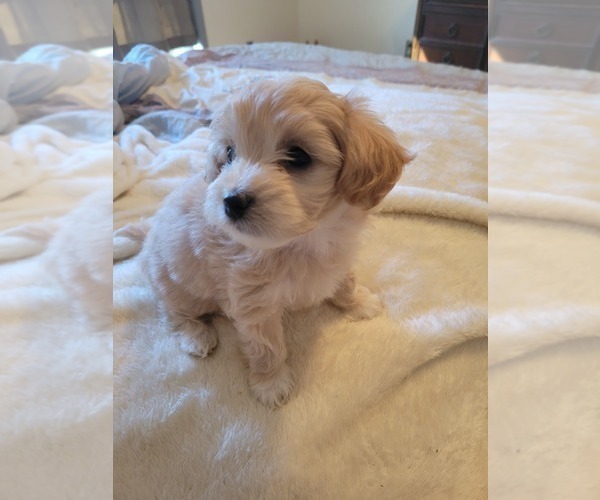 Medium Photo #1 Maltipoo Puppy For Sale in NEWNAN, GA, USA