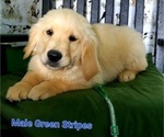 Small Photo #5 Golden Retriever Puppy For Sale in MERCED, CA, USA