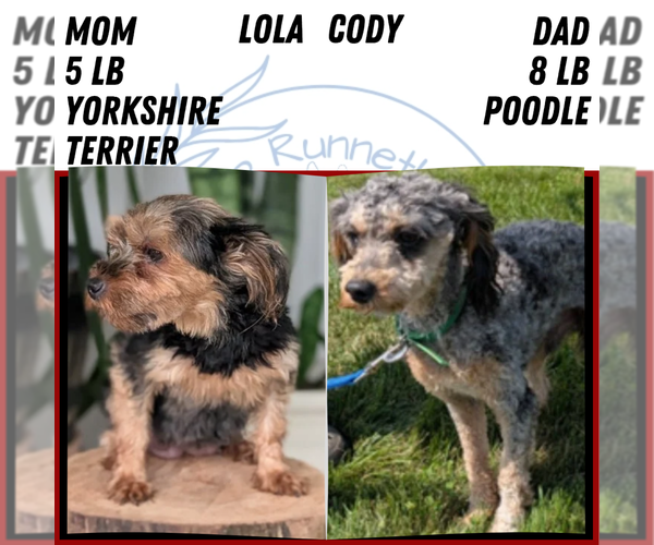 Medium Photo #4 Yorkipoo Puppy For Sale in GOSHEN, IN, USA