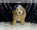 Small #1 Poodle (Miniature)