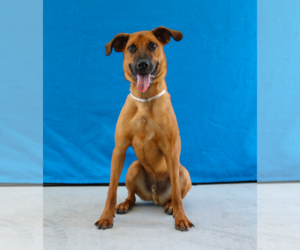 German Shepherd Dog Dogs for adoption in Pasadena, CA, USA