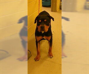 Rottweiler-Unknown Mix Dogs for adoption in Sanford, FL, USA