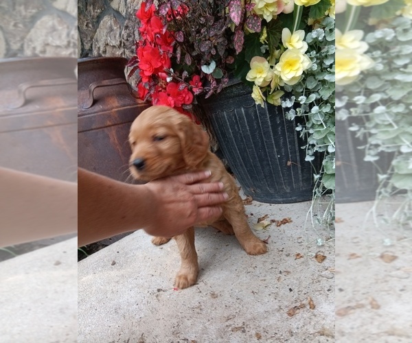 Medium Photo #6 Golden Retriever Puppy For Sale in GREENWOOD, WI, USA