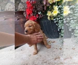 Medium Golden Retriever
