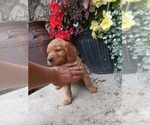 Puppy Beauty Golden Retriever