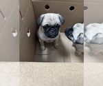 Small #4 Pug