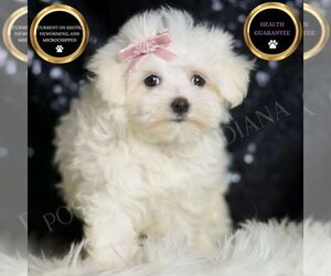 Maltese Puppy for sale in WARSAW, IN, USA