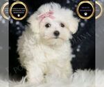 Small Maltese