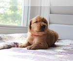 Small Photo #3 Golden Retriever Puppy For Sale in SAN ANTONIO, TX, USA