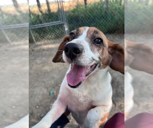 Beagle Dogs for adoption in Calgary, Alberta, Canada