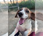 Bless (Abby) - Female Beagle Dog for Adoption - Small photo