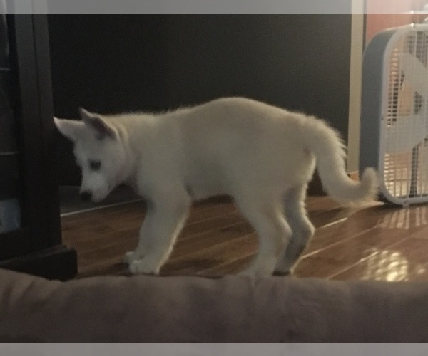 Medium Photo #6 Pomsky-Siberian Husky Mix Puppy For Sale in PLAINWELL, MI, USA
