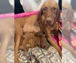 Mother of the Vizsla puppies born on 08/23/2019