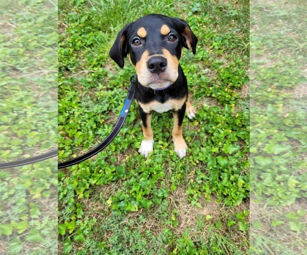 Medium Photo #3 Rottweiler-Unknown Mix Puppy For Sale in pomfret, CT, USA