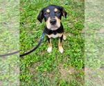 Small #2 Rottweiler Mix