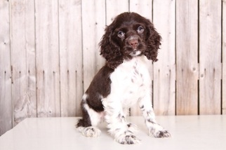 Cocker Spaniel Puppy for sale in MOUNT VERNON, OH, USA