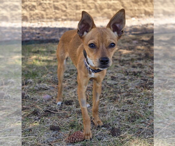 Medium Photo #8 Chihuahua Puppy For Sale in Lakewood, CO, USA