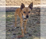 Small #7 Chihuahua