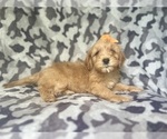 Small #7 Cavapoo