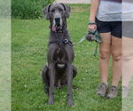 Small #2 Great Dane