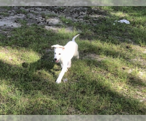 Medium Photo #13 German Shepherd Dog Puppy For Sale in MICANOPY, FL, USA
