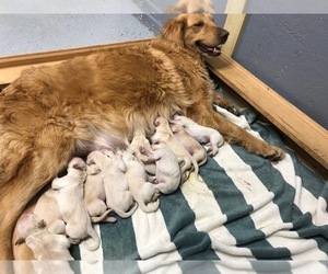 Mother of the Golden Retriever puppies born on 02/01/2020