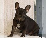 Small #1 French Bulldog